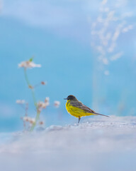 Little yellow bird