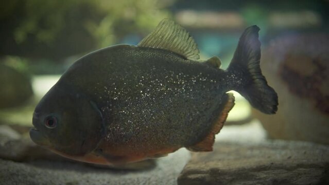 Red-bellied piranha slow motion (Pygocentrus nattereri)