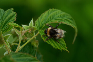 Dunkle Erdhummel (Bombus terrestris)	