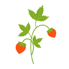 Vector strawberry branch. - 541209922