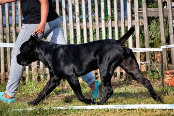 A woman walking with a Italian Cane-Corso dog in summer: Abakan, Russia - August 19, 2018
