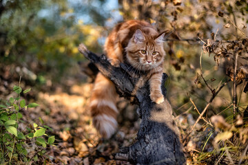 A big red maine coon kitten sitting on a tree in a forest in summer.