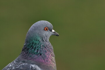 Coomon Pigeon, urban bird, (Columba livia domestica)