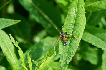 Weiden-Glasflügler (Synanthedon formicaeformis)	