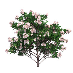 Fototapeta premium deciduous tree, isolate on a transparent background, 3d illustration