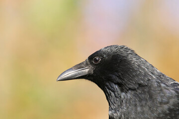 Rabenkrähe Portait