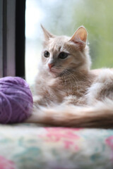 A young peach-colored kitty is lying on a pillow by the window. A light red cat and a lilac tangle indoors.