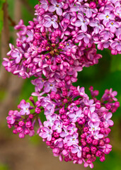 Spring bloom. Syringa flower. Lilac flower. Garden bloom.