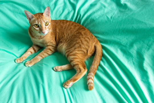 Orange Cat On The Green Bed Laying Down Looking Up To The Camera