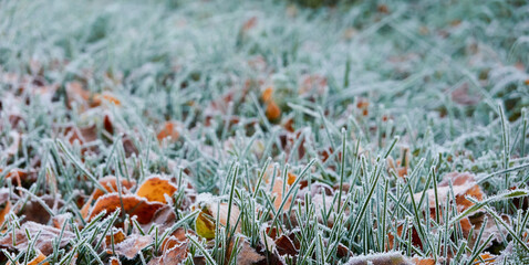Forest floor of dry golden leaves and green grass. Crystal clear frost, ice, first snow. Autumn,...