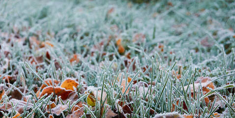 Forest floor of dry golden leaves and green grass. Crystal clear frost, ice, first snow. Autumn,...