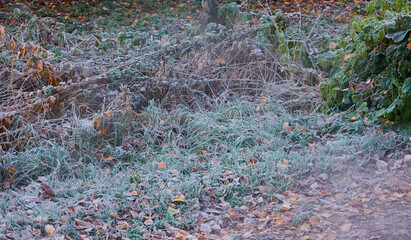 Forest floor of dry golden leaves and green grass. Crystal clear frost, ice, first snow. Autumn, early winter. Texture, background. Soft sunlight. Climate change, nature, environment