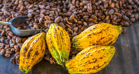 Aromatic brown Cocoa beans and cocoa seed with cacao yellow ripe raw materials of Chocolat as background