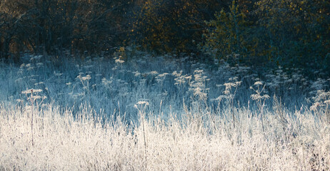 Plants and grass covered with a frost and first snow, close-up. Forest meadow. Morning fog. Autumn,...