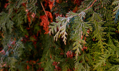 Northern white-cedar branch (Thuja occidentalis) covered with a frost. Decorative evergreen coniferous tree. Autumn, early winter, Cold weather, first snow. Dark atmospheric plant background, close-up
