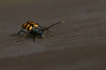 Vierbindiger Schmalbock (Leptura quadrifasciata)	
