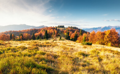 Beautiful autumn view in the mountains with colorful trees..The sky with clouds in the evening light. Artistic style