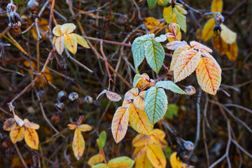 Wild berries and dry leaves covered with a crystal clear frost, ice, first snow. Autumn, early winter. Soft sunlight. Climate change, nature, environment, cold weather