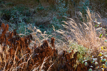 Dry plants, leaves and grass covered with a crystal clear frost, ice, first snow. Autumn, early winter. Soft sunlight. Climate change, nature, environment, cold weather