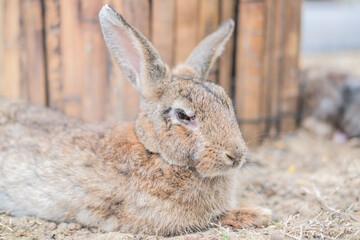 The rabbit family is having fun, walking, eating, sleeping on the ground and concrete.
