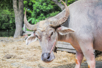 A buffalo with beautiful horns and skin is resting in an area full of hay.