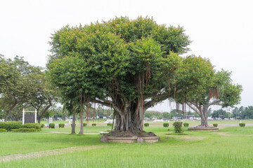giant banyan tree Planted in concrete pots, in a park full of grass.