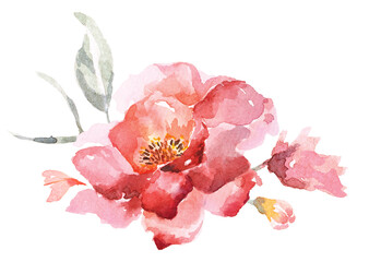 Bouquet of roses and peony painted with watercolors.Hand drawn floral illustration.For wedding and valentine.Vintage style.Blooming pink flower painting for summer. © joy8046