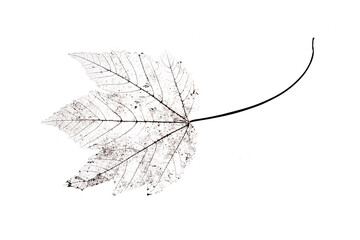 Close up of dried dry delicate skeleton leaves of the Maple tree.