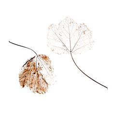 Close up of dried dry delicate skeleton leaves of the Maple tree.