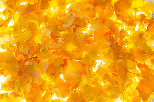 A variety of yellow Ginkgo leaves on a white background.