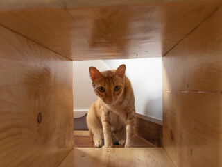 orange cat looking through the wood turnal