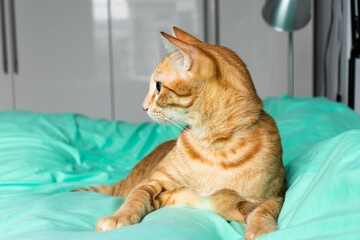 orange cat looking to the camera on the green bed in the bedroom