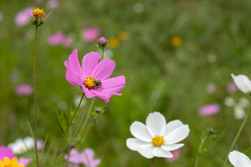 Close up to Mirasol flowers or cosmos bipinnatus , in the field outdoors