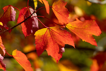 Fall Maple Leaf