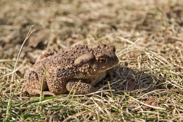 Common European toad closeup on green grass meadow