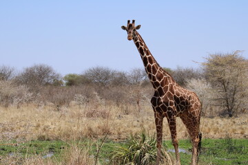 giraffe in the savannah