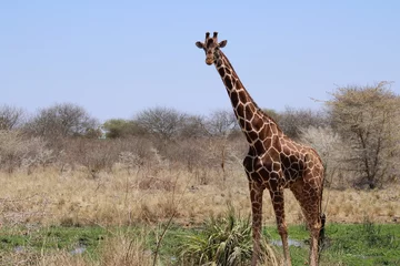 Keuken spatwand met foto giraffe in the savannah © Itamar
