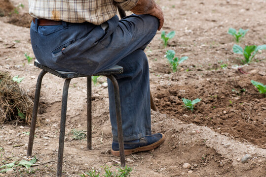 detalle de piernas de hombre sentado en taburete en el huerto, hombre mayor, anciano en el campo con los cultivos de invierno