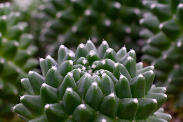 Obraz premium Beatiful closeup cactus in garden