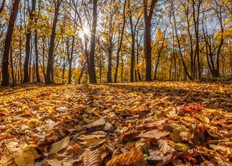 Jesienny Las © Ola i Eryk