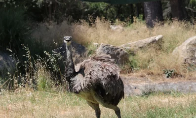 Schilderijen op glas ostrich smiling in the zoo © Solene