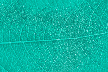 Macro leaf texture turquoise colorized with beautiful relief facture of plant, close up macro...