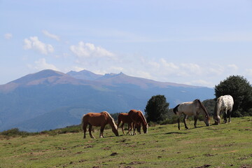 Fototapeta na wymiar horses with a view in the mountains