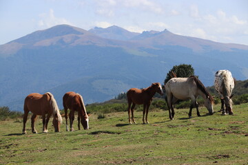 horses with a view in the mountains