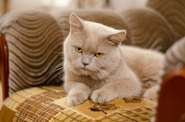 A beautiful kitten of the British breed looks into the camera with orange eyes.