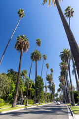 Beverly Hills street with tall palm trees