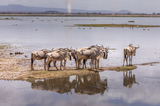 A group of gnus wading through standing water in the Amboseli National Park, Kenya