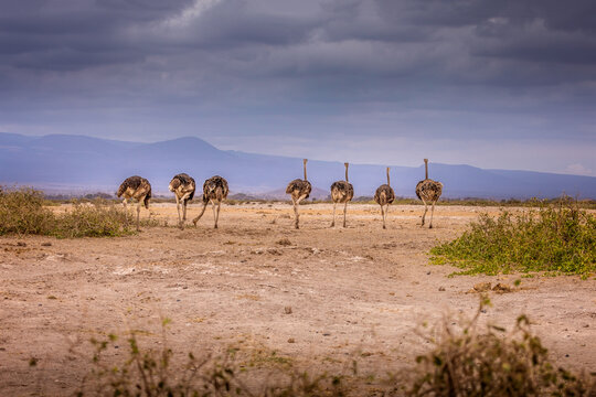 Group of running female ostriches in the Amboseli National Park, Kenya