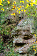 Autumnal forest in the sunshine. The light shines through the leaves on the forest floor.