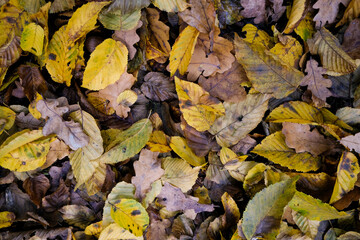 Autumnal forest in the sunshine. The light shines through the leaves on the forest floor.
